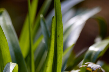 Fototapeta premium Green Leaves During Springtime Reach Upwards