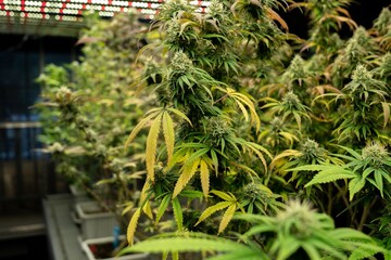 Gratifying cannabis plants with buds in hydroponic farm for providing the most quality medicinal...