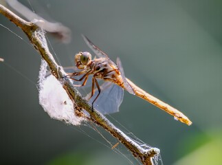 dragonfly on a branch closeup