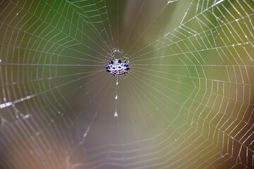 spider in web