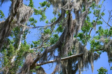 Spanish moss on trees