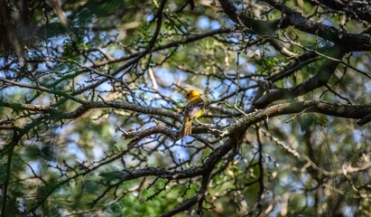 Bird in a tree