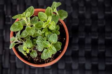 Overhead shot of Oregano herb in terracotta pot, isolated on black weave pattern background