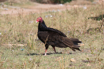 Geier in der Natur