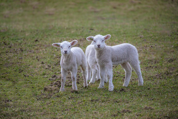 Obraz premium Spring lambs. New born lambs at the farm