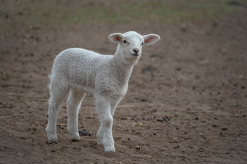 Obraz premium Spring lamb. New born lamb at the farm.