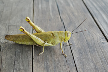 the shape of a grasshopper
