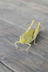 the shape of a grasshopper