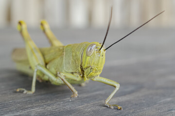 the shape of a grasshopper