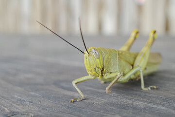 the shape of a grasshopper