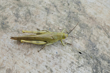 the shape of a grasshopper