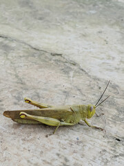 the shape of a grasshopper