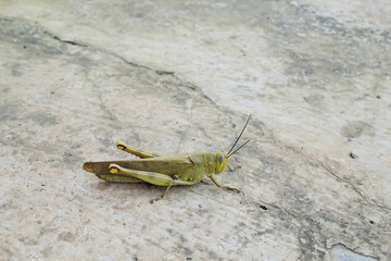 the shape of a grasshopper