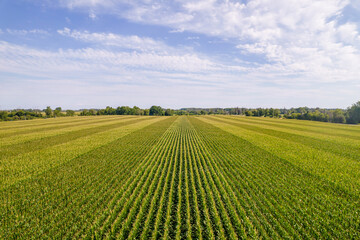 Aerial view top shot of green large field with corn crops at summer day. Agriculture food production, plantation and harvest concept. Above top view of young fresh seedling crops lines - 580176345