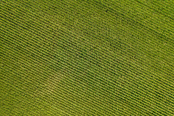 Geometrical aerial top view of a green corn field. Flying view of green corn seedlings. Corn tops...
