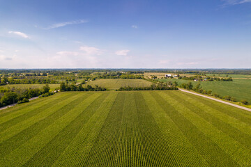 Geometrical aerial top view of a green corn field. Flying view of green corn seedlings. Corn tops...