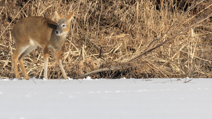 Elk, Korea, Male,고라니, 한국, 수컷