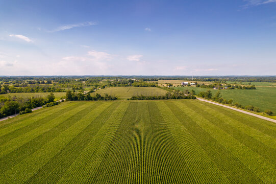 Geometrical aerial top view of a green corn field. Flying view of green corn seedlings. Corn tops in pattern. Agricultural landscape.