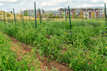 Fototapeta na wymiar Urban garden in public park community farming, growing food plants, herbs and tomatoes. Citizen’s townhouses and homes on the background. Urban farming in the downtown of the American city.