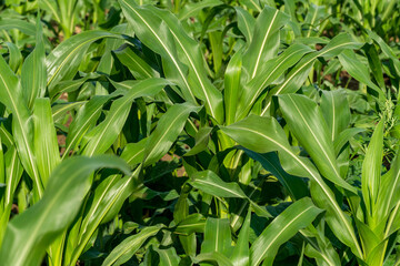 Obraz premium Organic community vegetable garden with corn sidling. Community kitchen garden in the small neighbourhood at summer. Corn leaves in small urban farm.