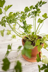 Italian Parsley, Flat Leaf Parsley in a terracotta pot isolated on a white background on a white hardwood floor background