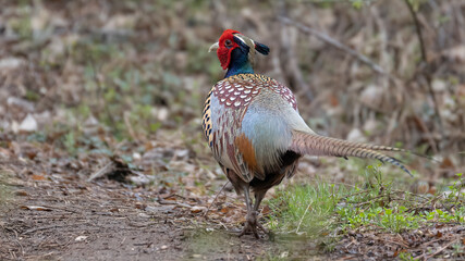 Pheasant, Korean, male, 꿩, 한국, 수컷
