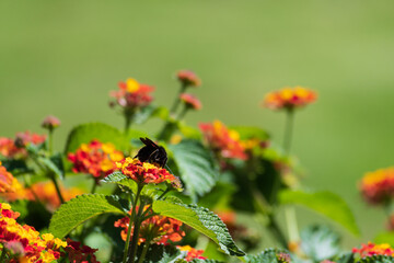 Bumblebee pollinating and extracting nectar from flowers