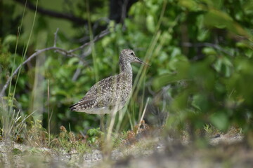 Sandpiper
