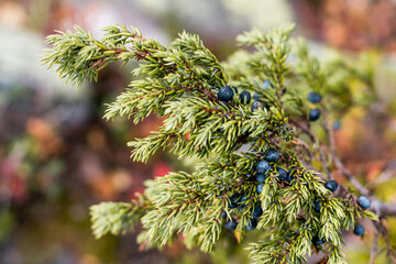 Juniper bush in the wilderness © Johanna H