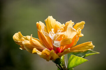 Hibiscus Flower yellow on green background