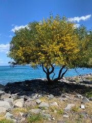 A beautiful landscape of a lonely tree by the sea