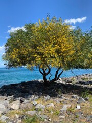 A beautiful landscape of a lonely tree by the sea