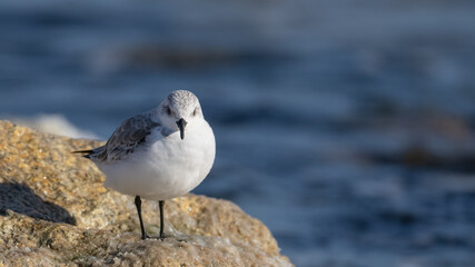 세가락도요, Sanderling, 한국, Korea, 동해, East Sea