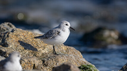 세가락도요, Sanderling, 한국, Korea, 동해, East Sea