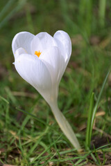 Fototapeta premium spring crocus flower