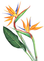 Bird of Paradise flowers isolated on transparent background, PNG. Hand drawn watercolor illustration.