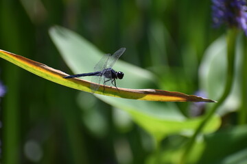 Dragonfly on leaf 
