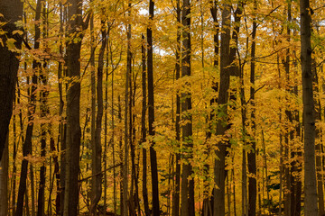 An autumn maple grove shows off yellow leaves and contrasting black bark.