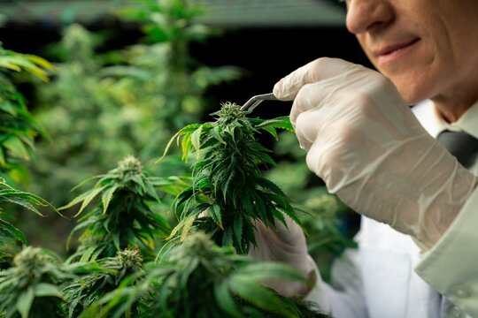 Gratifying male scientist using tweezers to remove bud from cannabis hemp plant. Cannabis hemp farm in grow facility for high quality medicinal cannabis product for medical usage and health care.