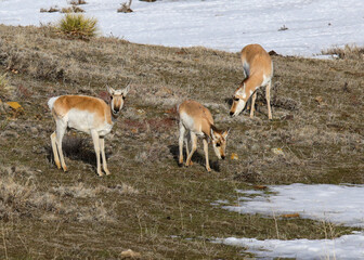 Obraz na płótnie Canvas antelope in the wild