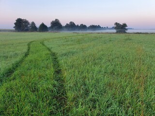 Foggy Landscape With Field and the forest