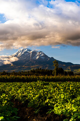Fototapeta premium nevado chimborazo visto desde unos campos sembrados en san andres 