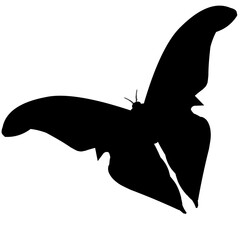 silhouette of butterfly