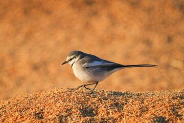 Obraz premium ハクセキレイ