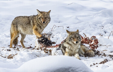 Fototapeta premium Coyotes feeding on a bison calf near Hayden Valley