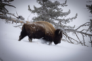 Amriocan Bison Buffalo Yellowstone national Park