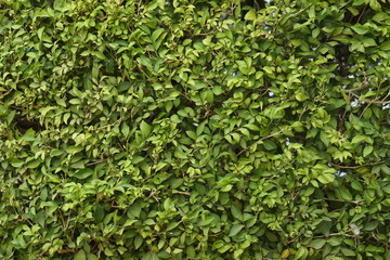 Thick wall of green leafy background