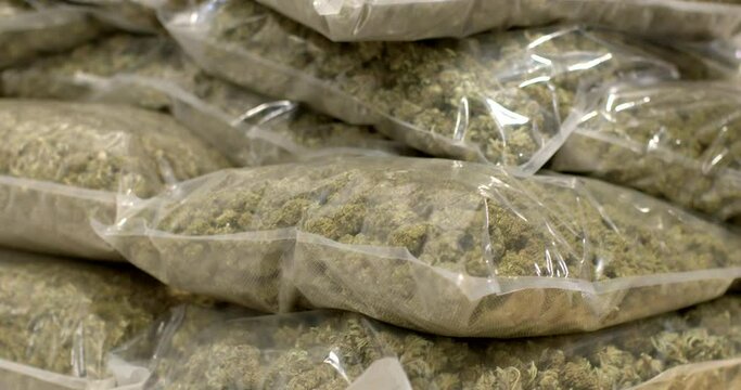 Lots of bags of dried cannabis. Storing the CBD product before use. Prepackaged goods.