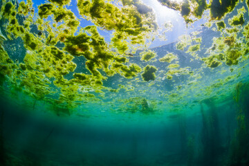 Forest of seaweed in Kagoshima