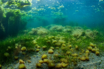 Fototapeta na wymiar Forest of seaweed in Kagoshima